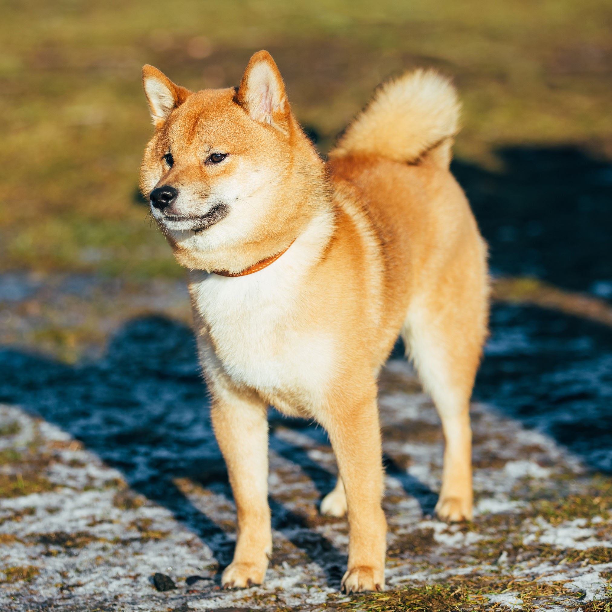 Shiba Inu